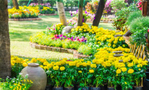 Summertime Blooms for Caregivers